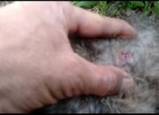 Viral Penembakan Kucing di Sesko TNI Bandung, Begini Tanggapan Jenderal Andika