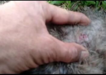 Viral Penembakan Kucing di Sesko TNI Bandung, Begini Tanggapan Jenderal Andika