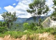 Semen Padang Segera Tanam Ribuan Pohon Kaliandra di Sumbar