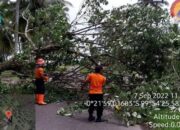 Pohon Tumbang Timpa Badan Jalan, BPBD Agam Lakukan Pembersihan