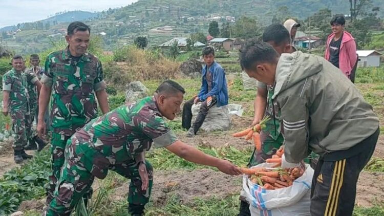 Kasdim 0309/Solok panen wortel di lahan P3MP (ANTARA/HO-Humas Kodim 0309/Solok)