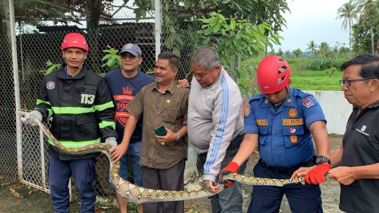 Seekor piton ditangkap dari kandang ayam warga di Padang. (IST)