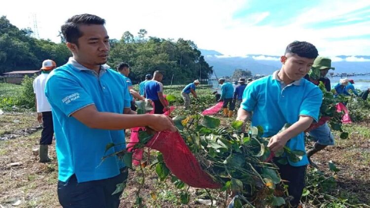ASN Pemkab Agam sedang membawa eceng gondok di Objek Wisata Linggai, Rabu (14/9/2022). (Dok Antara/Yusrizal)