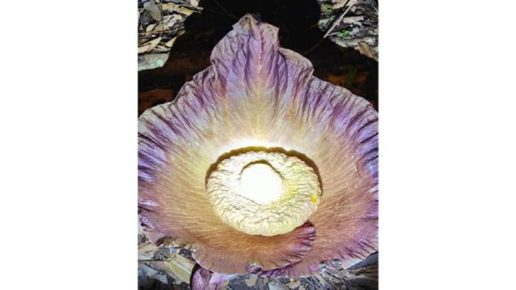 Warga Agam Temukan Bunga Bangkai Mekar Sempurna di Kebun 1 Bunga bangkai yang mekar. (Antara/Ho-Dok Wali Nagari Kotomalintang)