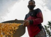 Produksi Melimpah, Indonesia Berpeluang jadi Eksportir Jagung Dunia