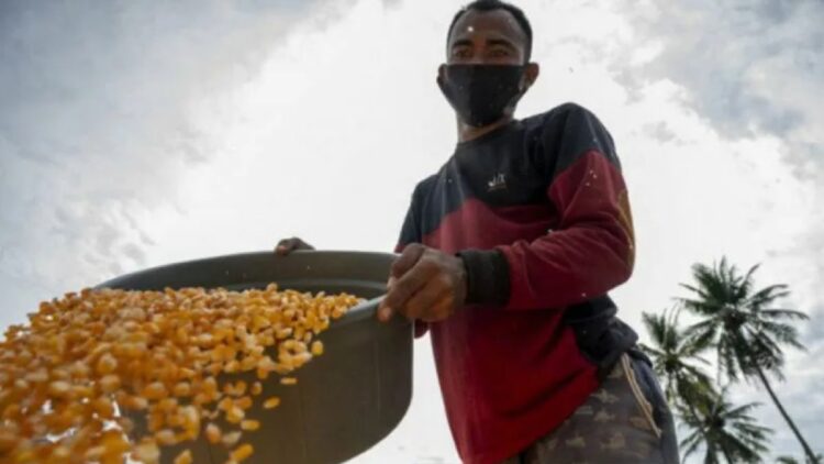 Pekerja mengeringkan jagung yang baru dipipil di Desa Balongga, Sigi, Sulawesi Tengah, Senin (6/9/2021). (ANTARA/Basri Marzuki)