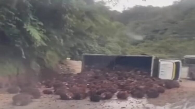 Truk bermuatan sawit rebah di Sitinjau Lauik. (IST)