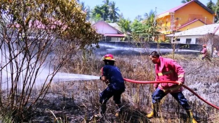 Satpol PP-Damkar Pariaman Catat 48 Kebakaran Terjadi selama 8 Bulan 1 Sejumlah petugas pemadam kebakaran dari Satuan Polisi Pamong Praja dan Pemadam Kebakaran (Satpol PP dan Damkar) Kota Pariaman, Sumatera Barat, berupaya memadamkan api yang menghanguskan lahan warga. (ANTARA/HO-Satpol PP dan Damkar Pariaman)