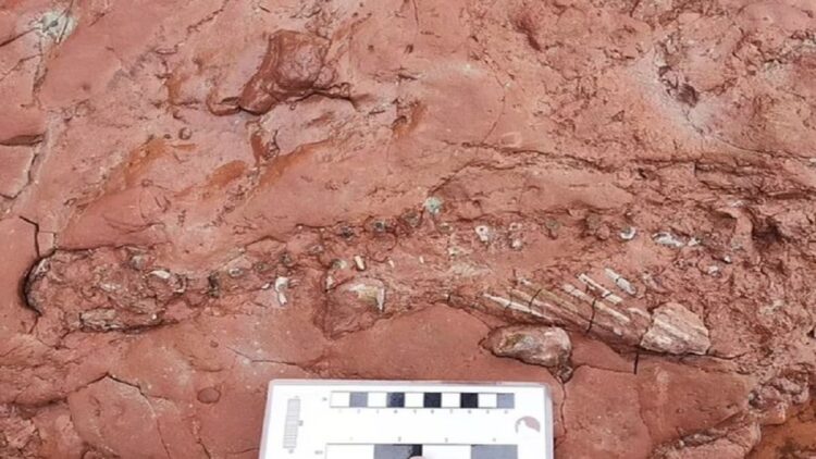 Fosil hewan misterius ditemukan. Foto: Daily Mail