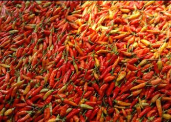 ilustrasi cabai rawit yang menjadi pemicu deflasi