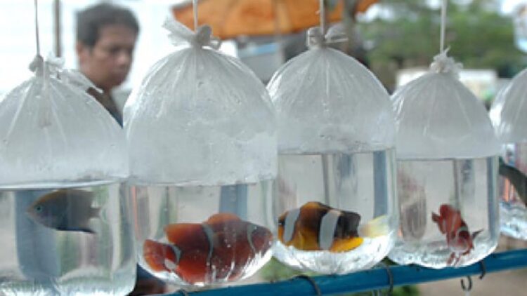 Sumbar Kirim Ikan Hias Laut ke Pasar Domestik, Nilainya Rp2,4 Miliar 1 ilustrasi ikan hias ekspor