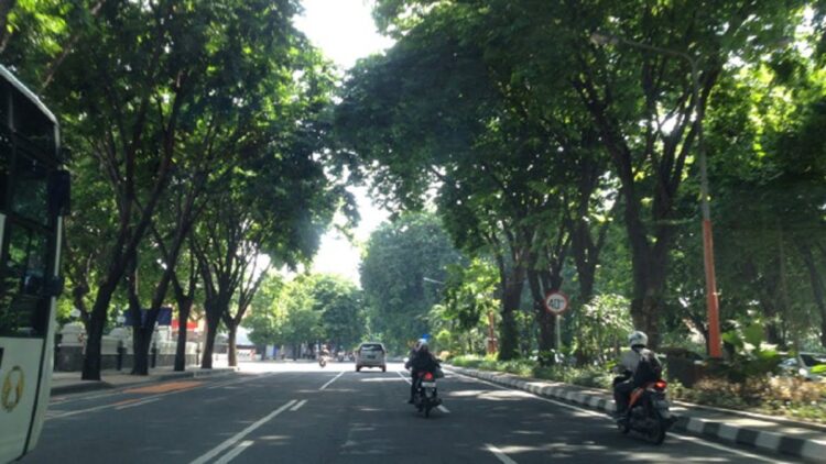 Pohon pelindung yang ada di Kota Padang