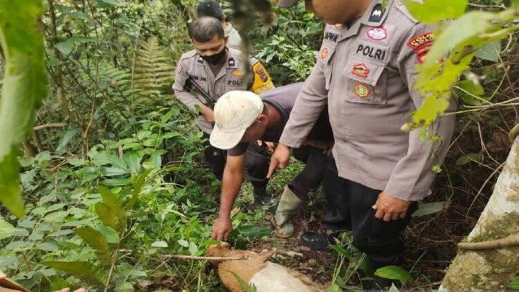 14 ekor kambing milik warga Kabupaten Solok diduga dimangsa harimau (ANTARA/HO-Polres Solok)