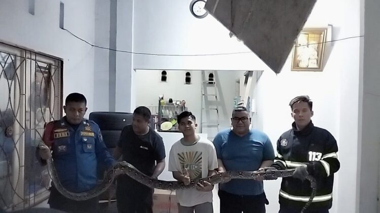 Damkar Padang menangkap seekor piton dari rumah warga. (IST)