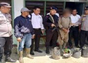 Tanam Ganja di Polybag, Karyawan Perusahaan Sawit di Pasbar Ditangkap Polisi