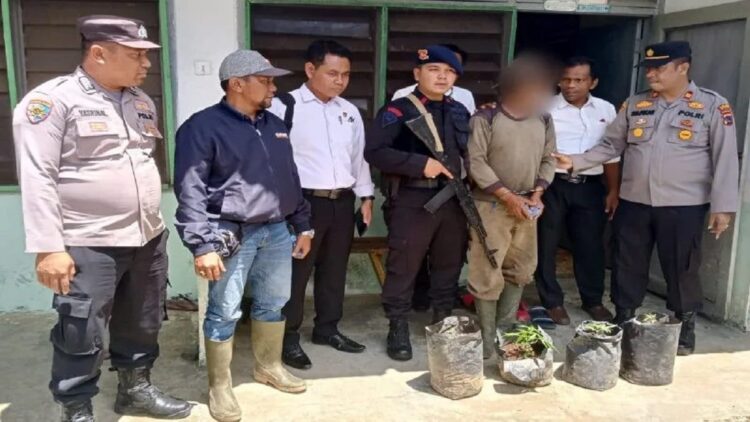 Jajaran Kepolisian Resor Pasaman Barat, Sumatera Barat menangkap seorang karyawan diduga menanam ganja dalam polibag. (Antara/Humas Polres Pasbar)