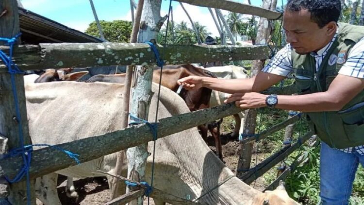 Cegah Merebaknya PMK di Pasbar, 2.290 Vaksin telah Disuntikkan ke Ternak 1 Petugas Dinas Tanaman Pangan Holtikultura dan Peternakan Pasaman Barat saat menyuntikkan vaksinasi kepada ternak sapi guna antisipasi PMK. (ANTARA/Altas)