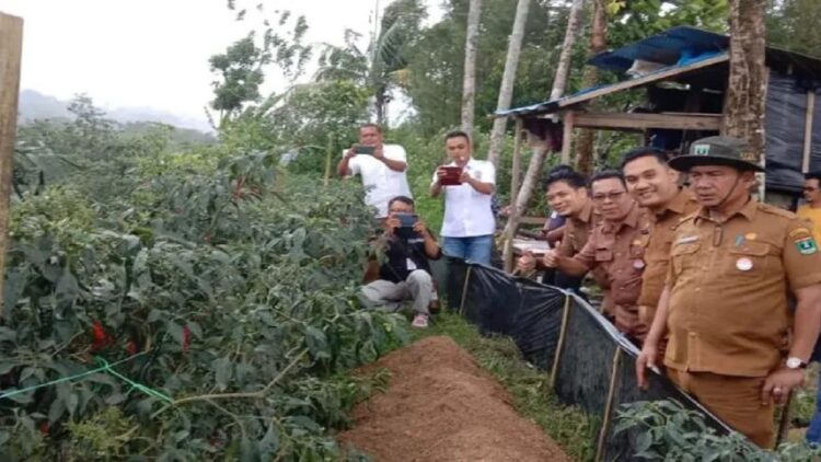Kepala Dinas Pemberdayaan Masyarakat dan Nagari Pasaman Barat Randy Hendrawan saat meninjau tanaman cabe warga dalam upaya menjaga ketahanan pangan. (ANTARA)