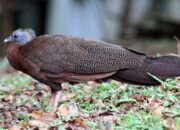 Jaringan Online Perdagangan Satwa Dilindungi di Pasaman Dibongkar Aparat