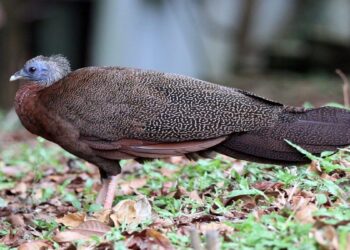 Jaringan Online Perdagangan Satwa Dilindungi di Pasaman Dibongkar Aparat