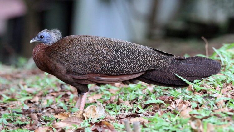 Jaringan Online Perdagangan Satwa Dilindungi di Pasaman Dibongkar Aparat 1 Ilustrasi burung Kuau Raja. (net)
