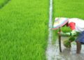 BPS: Program Pendampingan Petani Tingkatkan Produksi Padi Nasional 6 BPS: Program Pendampingan Petani Tingkatkan Produksi Padi Nasional