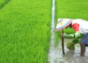 BPS: Program Pendampingan Petani Tingkatkan Produksi Padi Nasional