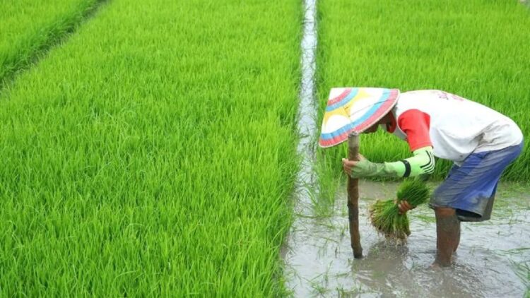 Seorang petani menyiapkan bibit untuk masa tanam padi kedua pada tahun ini di Kabila, Kabupaten Bone Bolango, Selasa (24/5/2022). ANTARA FOTO/Adiwinata Solihin/ (ANTARAFOTO/Adiwinata Solihin)