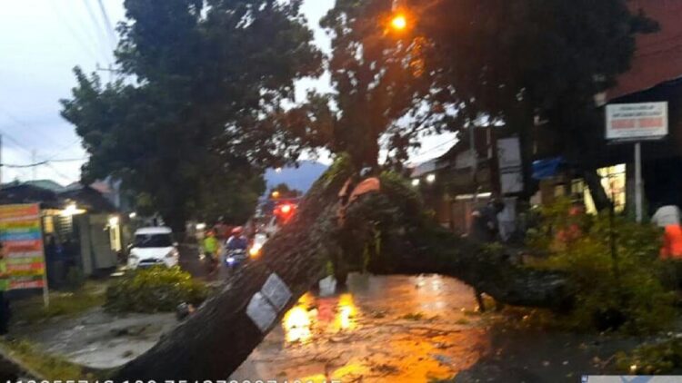 Pohon tumbang di Lapai akibat angin kencang dan hujan deras. (IST)