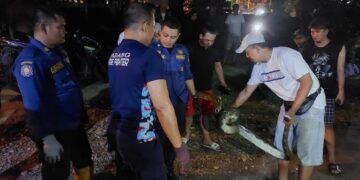 Evakuasi ular piton di kawasan Marapalam oleh Damkar Padang