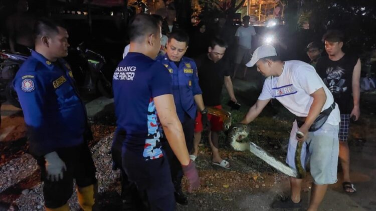 Evakuasi ular piton di kawasan Marapalam oleh Damkar Padang