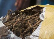 Empat Pemuda Diamankan Polresta Padang, Polisi Amankan Sembilan Paket Ganja