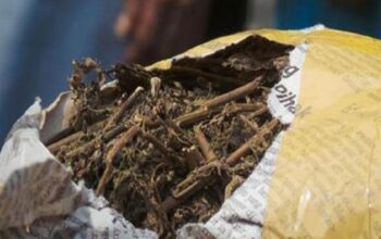 ilustrasi ganja. (Foto: Dok. Pixabay)