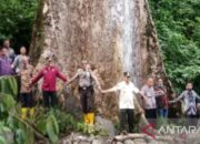 Pemkab Agam Siapkan Wisata Kayu Terbesar Dunia