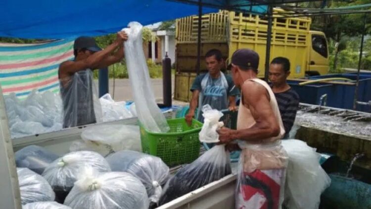 Harga ikan Nila di Agam Naik Pasca Kematian Massal di Danau Maninjau 1 Petani Agam sedang panen ikan nila. (Antara/Yusrizal)