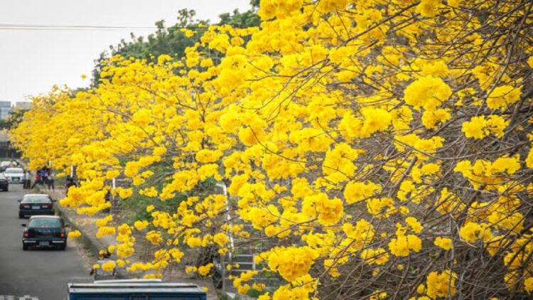 Ilustrasi pohon tabebuya. (net)