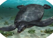 Arkeolog Temukan Fosil Penyu Raksasa di Spanyol, Terbesar di Dunia