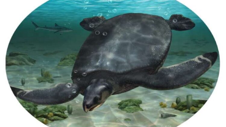 Arkeolog Temukan Fosil Penyu Raksasa di Spanyol, Terbesar di Dunia 1 Ilustrasi penyu purba Leviathanochelys aenigmatica. Fosil penyu purba terbesar di Eropa yang pernah ditemukan, menunjukkan gigantisme penyu di masa lalu.(ICRA_Arts via PHYS)