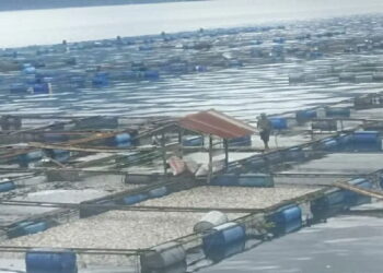 Ikan Mati di Danau Maninjau jadi 402 Ton, Ini Sebarannya