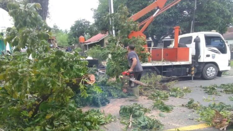 Dinas Lingkungan Hidup (DLH) melakukan pemangkasan pohon pelindung disepanjang jalan nasional Bandarejo-Jambak sebagai upaya keselamatan pengendara yang melewati jalan itu, Minggu. (ANTARA/Altas Maulana)