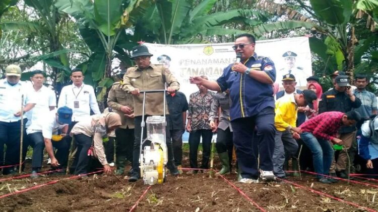 Bantu Tingkatkan Pendapatan Petani, Pemkab Solsel Kembangkan Sorgum 1 Bupati Solok Selatan Khairunas bersama Presiden Direktur PT Sorgum Indonesia M Hendri Sultan Caniago dan Kepala OPD melakukan penanaman perdana Sorgum di Nagai Lubuk Gadang Utara, Kecamatan Sangir. (Antara/Erik IA)