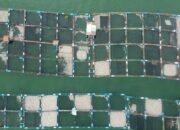 Bertambah 53 Ton, Ikan Mati di Danau Maninjau jadi 445 Ton