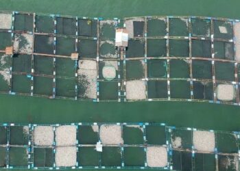 Bertambah 53 Ton, Ikan Mati di Danau Maninjau jadi 445 Ton