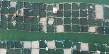 Bertambah 53 Ton, Ikan Mati di Danau Maninjau jadi 445 Ton 8 Bertambah 53 Ton, Ikan Mati di Danau Maninjau jadi 445 Ton