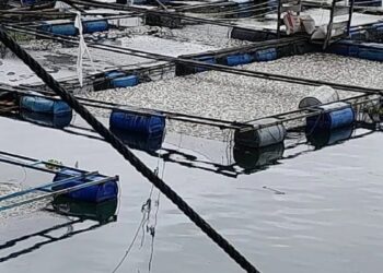 Bangkai ikan dalam keramba di Danau Maninjau