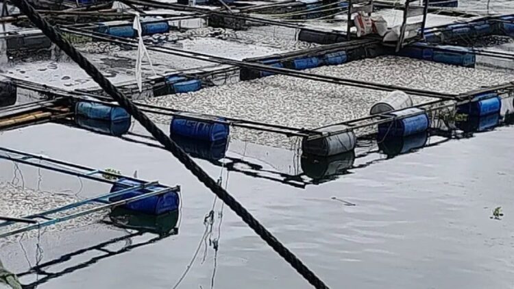 Bangkai ikan dalam keramba di Danau Maninjau