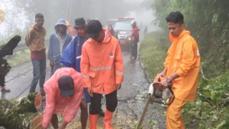 Jalan Lintas Bukittinggi-Maninjau Lumpuh usai Pohon Tumbang di Kelok 42 1 Petugas BPBD Agam sedang melakukan evakuasi di Kelok 44 Maninjau, Agam. (Antara/Alfatah)