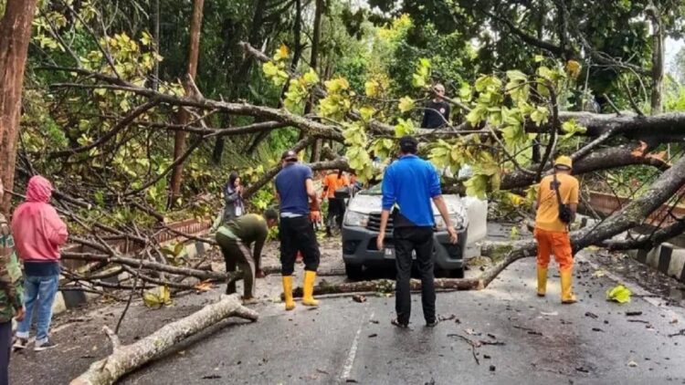 Mobil Bulog Tertimpa Pohon Tumbang di Bukittinggi 1 Satu unit mobil Bulog tertimpa pohon tumbang karena angin kencang di Bukittinggi, pengendara kini dalam penanganan medis di rumah sakit (Antara)
