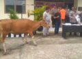 Pelaku penggelapan sapi ternak di Dharmasraya