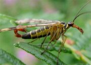 Peneliti Temukan Spesies Aneh Lalat Kalajengking, Disebut Beda dengan di Indonesia